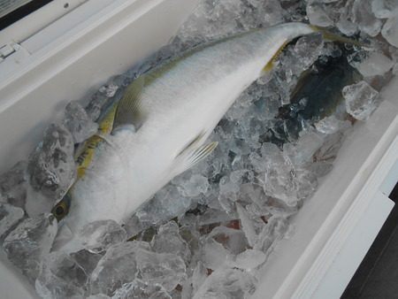 こうゆう丸 釣果