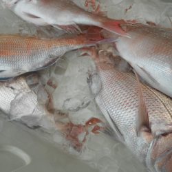 こうゆう丸 釣果