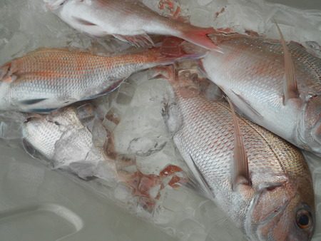 こうゆう丸 釣果