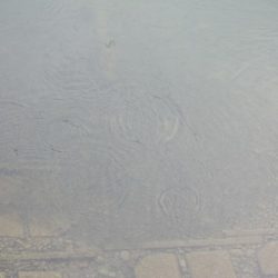 狩野川(狩野川漁業協同組合) 釣果