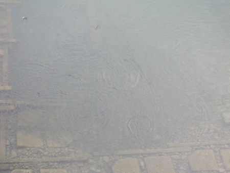 狩野川(狩野川漁業協同組合) 釣果