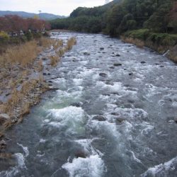 狩野川(狩野川漁業協同組合) 釣果