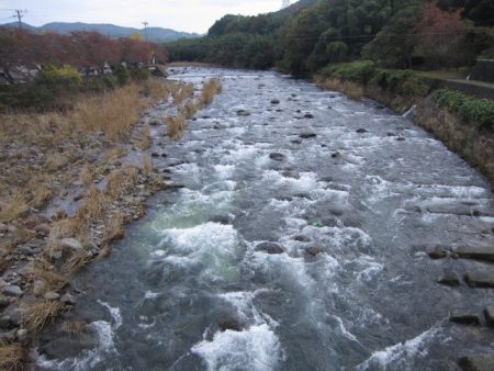 狩野川(狩野川漁業協同組合) 釣果