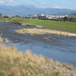 狩野川(狩野川漁業協同組合) 釣果
