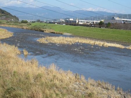狩野川(狩野川漁業協同組合) 釣果