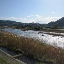 狩野川(狩野川漁業協同組合) 釣果