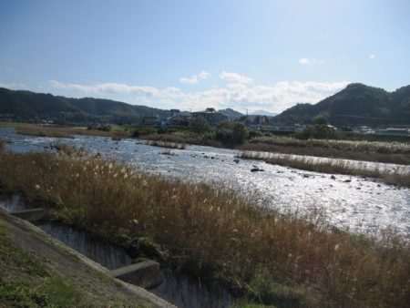 狩野川(狩野川漁業協同組合) 釣果