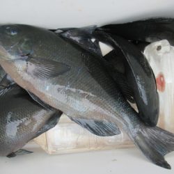 濱田渡船 釣果