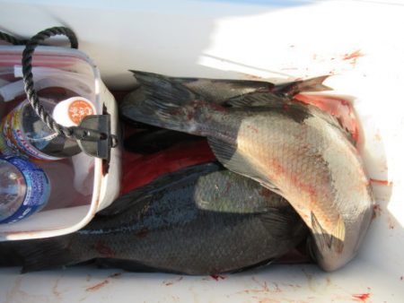 濱田渡船 釣果