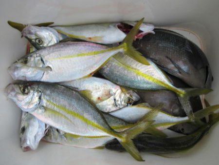 濱田渡船 釣果