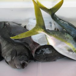 濱田渡船 釣果