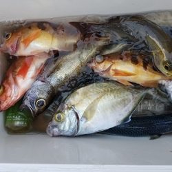 しまや丸 釣果