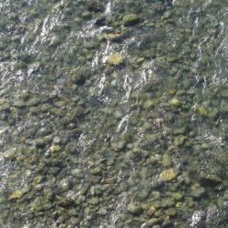 狩野川(狩野川漁業協同組合) 釣果