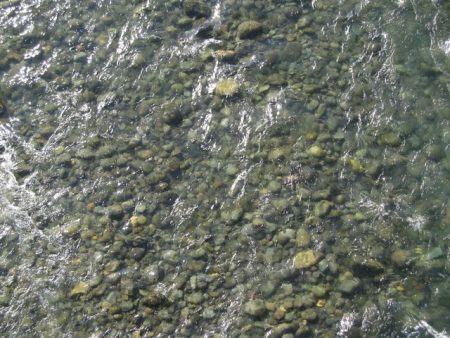 狩野川(狩野川漁業協同組合) 釣果