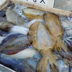 Magic(マジック) 釣果