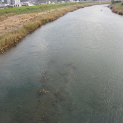 狩野川(狩野川漁業協同組合) 釣果