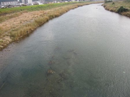 狩野川(狩野川漁業協同組合) 釣果