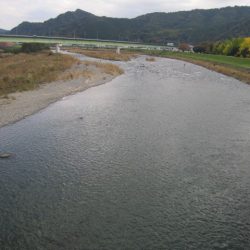狩野川(狩野川漁業協同組合) 釣果