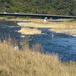 狩野川(狩野川漁業協同組合) 釣果