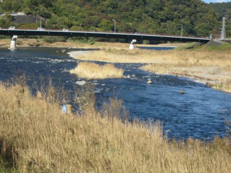 狩野川(狩野川漁業協同組合) 釣果