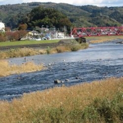 狩野川(狩野川漁業協同組合) 釣果