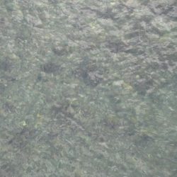 狩野川(狩野川漁業協同組合) 釣果