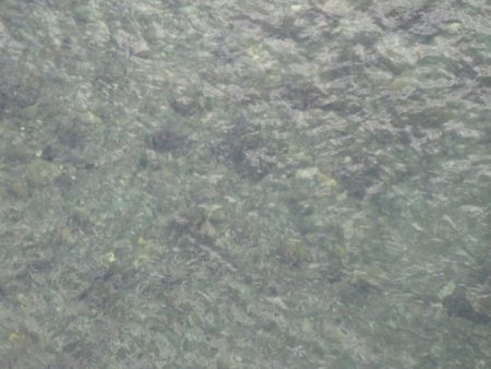 狩野川(狩野川漁業協同組合) 釣果