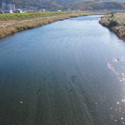 狩野川（狩野川漁業協同組合） 釣果