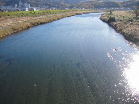 狩野川（狩野川漁業協同組合） 釣果