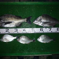 海山フィッシングセンター 釣果