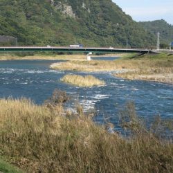 狩野川(狩野川漁業協同組合) 釣果