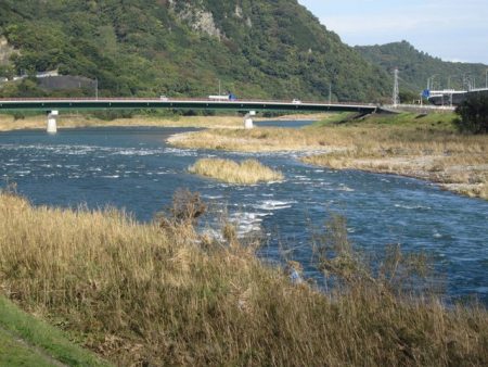 狩野川(狩野川漁業協同組合) 釣果