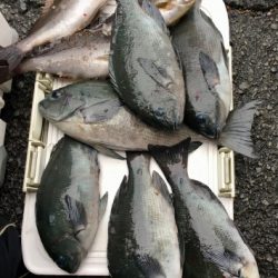 鵜来島家本渡船 釣果