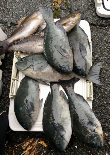 鵜来島家本渡船 釣果