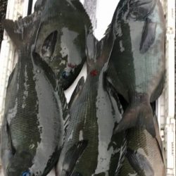 鵜来島家本渡船 釣果