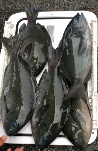 鵜来島家本渡船 釣果