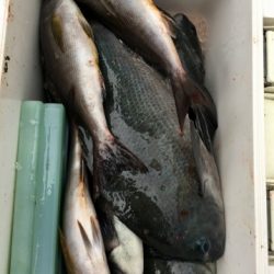 鵜来島家本渡船 釣果