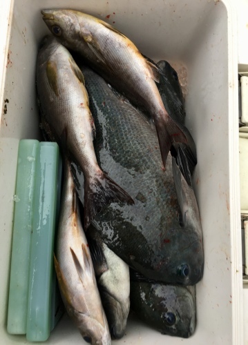 鵜来島家本渡船 釣果