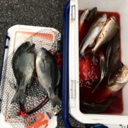 鵜来島家本渡船 釣果