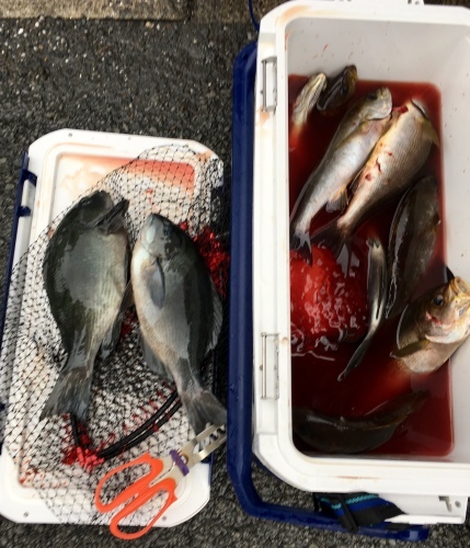 鵜来島家本渡船 釣果