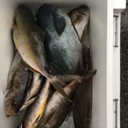 鵜来島家本渡船 釣果