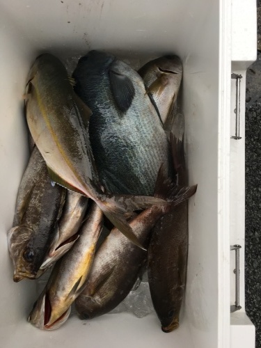 鵜来島家本渡船 釣果