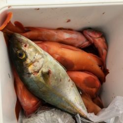 鵜来島家本渡船 釣果