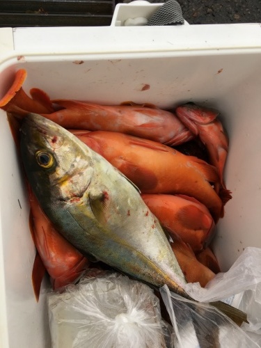 鵜来島家本渡船 釣果