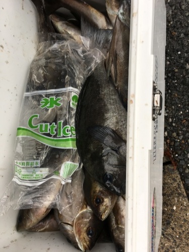 鵜来島家本渡船 釣果