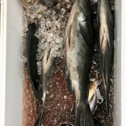 鵜来島家本渡船 釣果