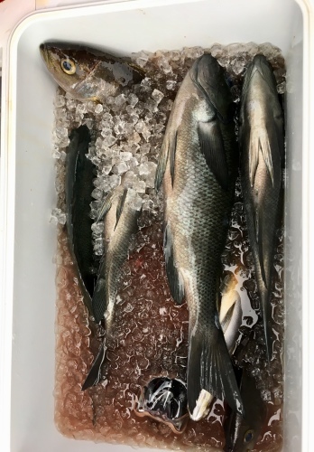 鵜来島家本渡船 釣果