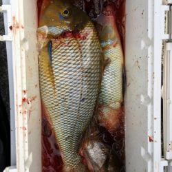 鵜来島家本渡船 釣果