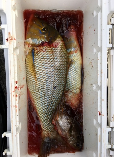 鵜来島家本渡船 釣果