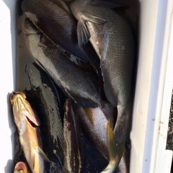 鵜来島家本渡船 釣果